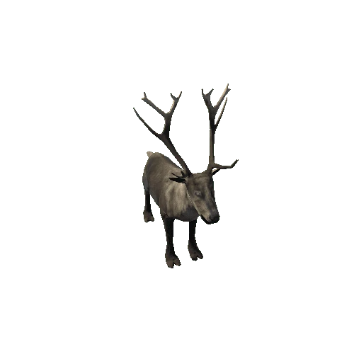 Reindeer_RM_FV_SLP (Fur)